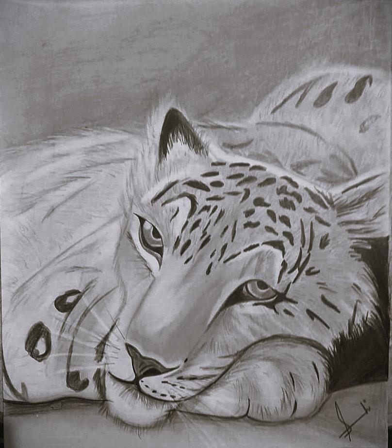 Tiger Sketch