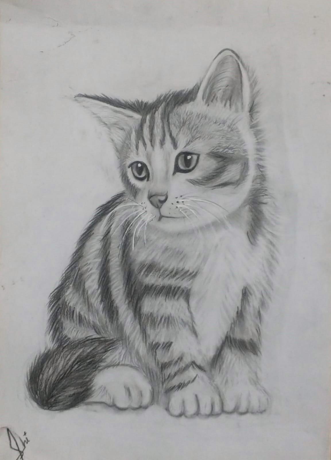 Cat Sketch
