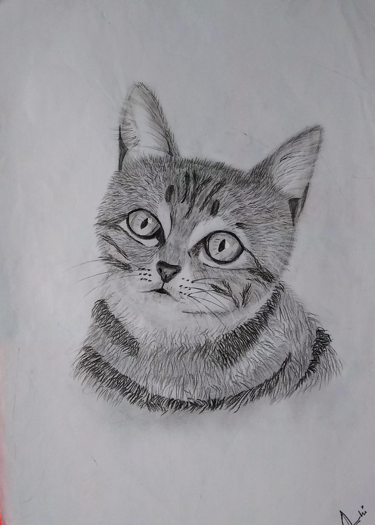 Cat Pencil Sketch