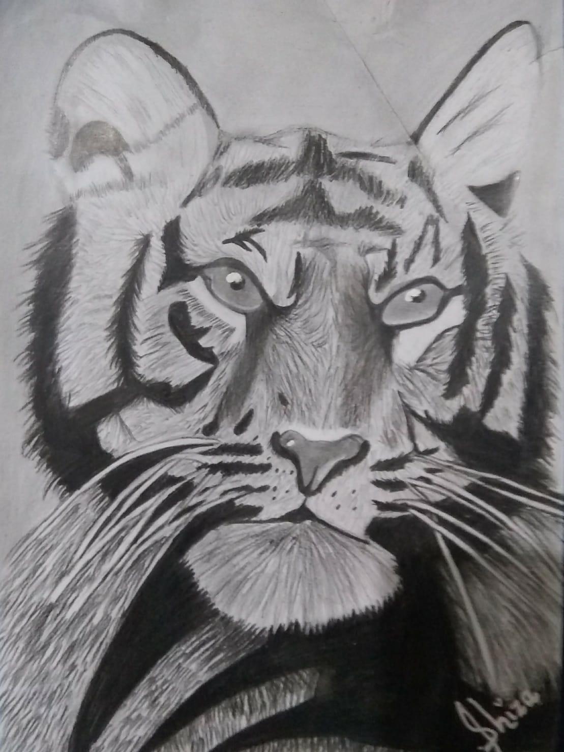 Tiger Sketch