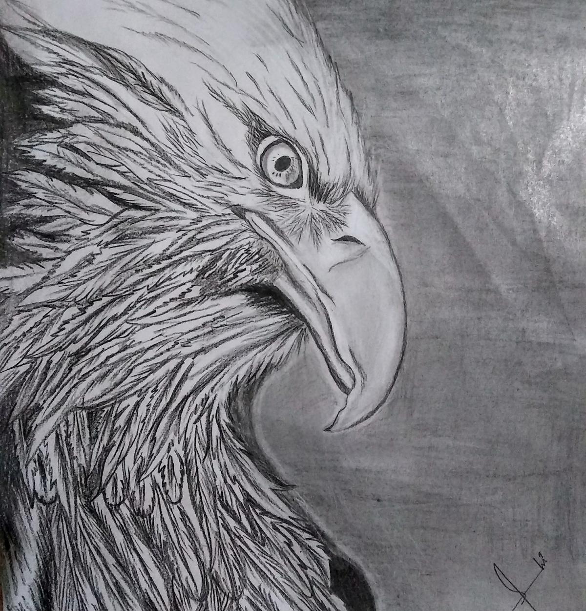 Eagle Sketch